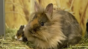 Löwenkopfkaninchen 