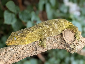 0.1 Rhacodactylus Leachianus Nuu Ana (adult) 