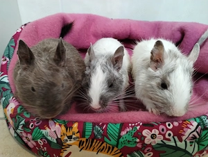  Tolle Degu Kids,Teenies:Blue-non,Schoko und Schokoschecke suchen jetzt ihr Zuhause im Glück
