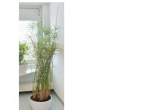 Wunderschöner Papyrus sucht ein neues Zuhause kostenlos an Selbstabholer 