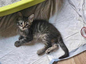 Maine Coon -Siam -Mix 5 süße Kitten. Geb.16.06.2026. 
