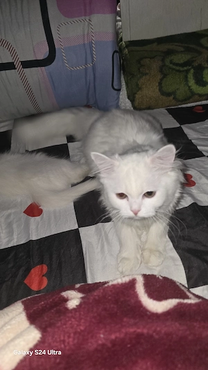 Süße Katze 