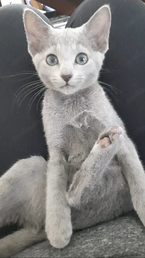 russisch blau kitten