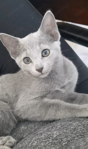 russisch blau kitten