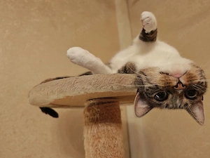 Liebevolle, junge Glückskatze (2 Jahre, reine Hauskatze) sucht ruhiges Zuhause