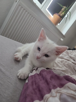 baby katze 