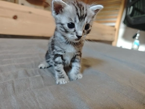 kitten zur sofortigen Abgabe 