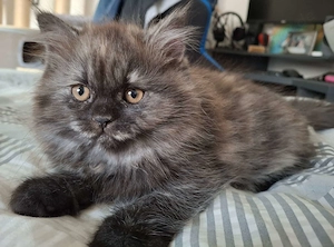 Britisch Langhaar Kitten Emma sucht ein neues Für-Immer-Zuhause