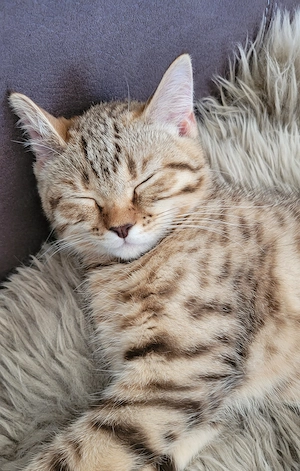 BKH-Kitten - Kater