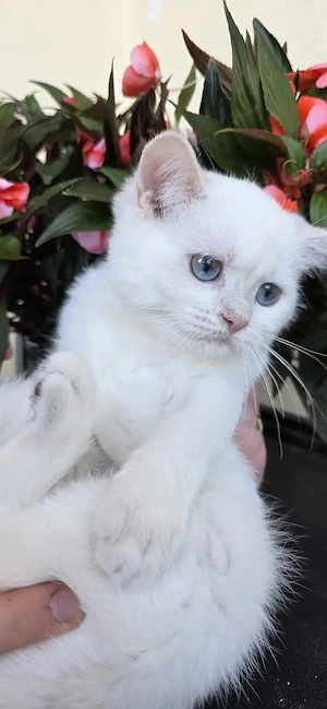 Reirassiges Kitten BKH  Baby Mädchen golden point