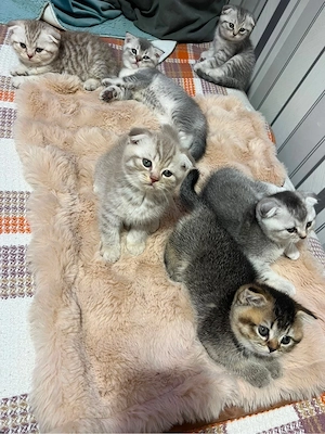    6 wunderschöne British-Shorthair-Kätzchen suchen liebevolle Familien   2 Monate alt!     