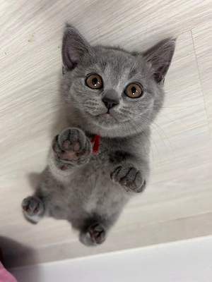 Britisch Kurzhaar Kitten Rotie   ab sofort abholbereit 