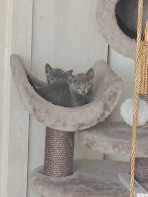 Russische Blau Kitten 