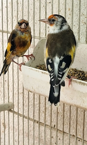 Stieglitze Vögel 