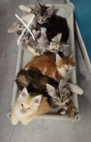 kleine Maine Coon Kitten suchen 