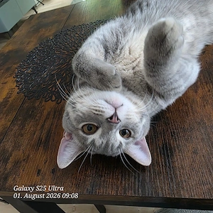 bkh kater abzugeben 