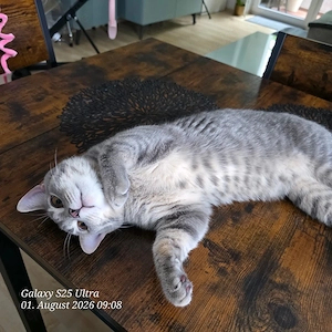 bkh kater abzugeben 