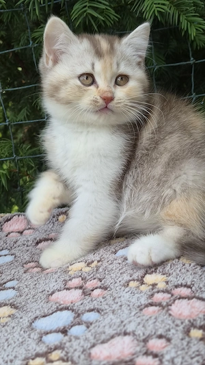 Zuckersüße BKH Prinzessin in choco silver tortie tabby mit Ahnentafel