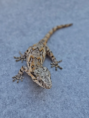 Rhacodactylus auriculatus Höckerkopfgecko 1.0 