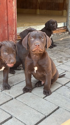 Labradoodle F1B Deutsch Kurzhaar Welpen Rüde Hündin braun weiß drahthaar lockig Familienhund Sport