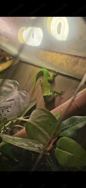 DRINGENDE ABGABE Madagascar Taggecko einzeln oder mit Terrarium 