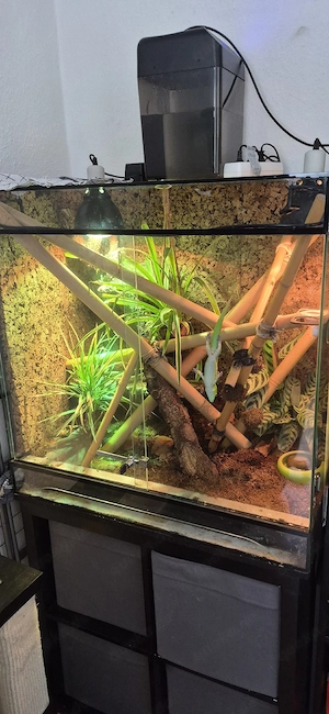 Madagaskar Taggecko + Terrarium + Beregnungsanlage 