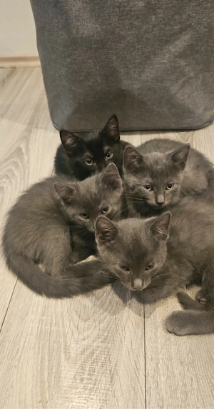 baby kitten 