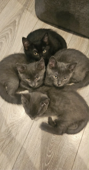 baby kitten  Bild 2