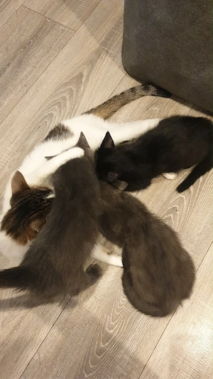 baby kitten  Bild 3