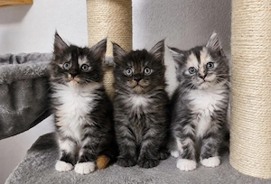 Maine Coon Kitten dreifarbig+ smoke