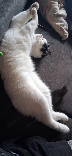 Katze sucht neues zu Hause Bild 4