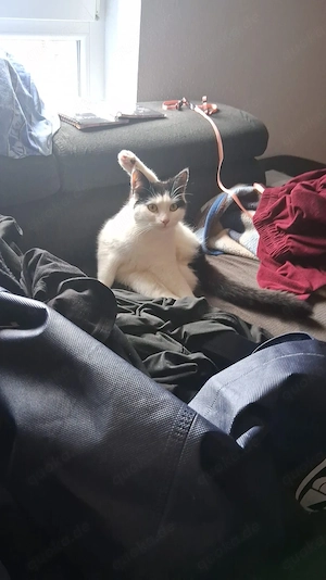 Katze sucht neues zu Hause Bild 3