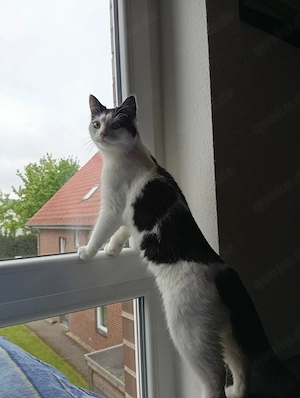 Katze sucht neues zu Hause Bild 2