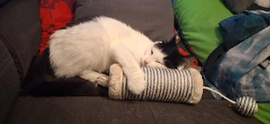 Katze sucht neues zu Hause