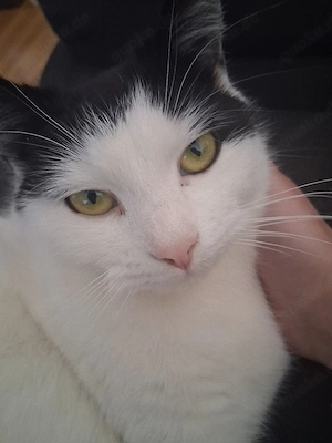Katze sucht neues zu Hause Bild 5