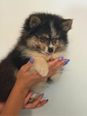 Bildhübsche Pomsky's