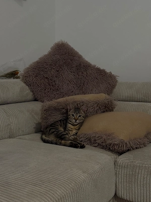 Kitten (männlich) mit Erstausstattung 