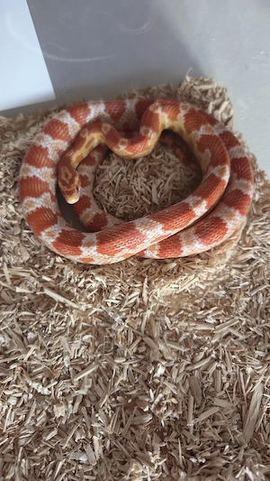 Kornnatter (Pantherophis guttatus)