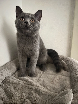 Reinrassiger Bkh Kitten