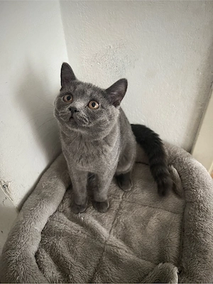 Reinrassiger BKH Kitten