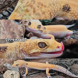 Leopardgecko Männchen - Tangerine Eclipse Paradox 