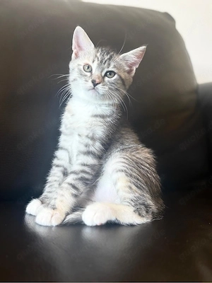 Wunderschöne Maine Coon  BKH kitten suchen ihre Familie