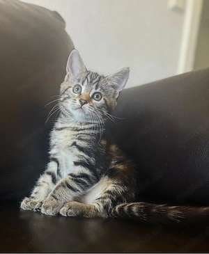 Wunderschöne Maine Coon  BKH kitten suchen ihre Familie