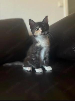 Wunderschöne Kitten Maincoon mix suchen ihr Traumzuhause 