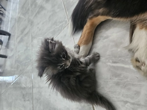 MAINE Coon Kater kinder und Hunde gewöhnt