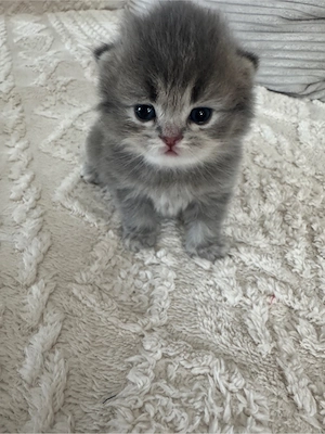 BLH Kitten