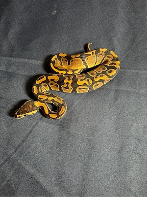 1,0 double het Clown Ultramel