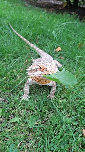 Männliche Pogona Vitticeps zu verkaufen Bild 2