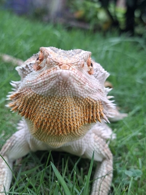 Männliche Pogona Vitticeps zu verkaufen Bild 4