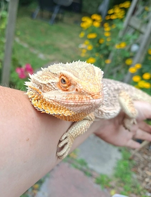 Männliche Pogona Vitticeps zu verkaufen